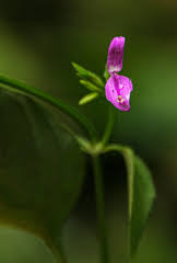 Image result for Dicliptera maculata