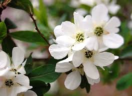 Solare cestino di fiori gialli e bianchi composto da gerbere e margherite, un vero e proprio raggio di sole! Fiori Bianchi Nomi Caratteristiche Origine Immagini Dettagliate