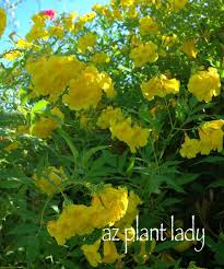 We did not find results for: 34 Hoa Ok D Plants Ideas Plants Shrubs Planting Flowers