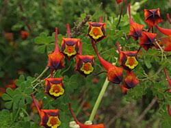 Image result for Tropaeolaceae