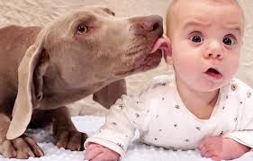 Babies And Dogs Bobyland Blog