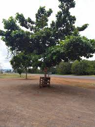 Image result for Erianthemum virescens