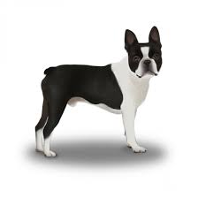 Can Boston Terriers Be Left Alone? Average Time Limits & Considerations |  Hepper