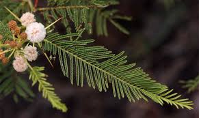 Image result for Acacia ataxacantha