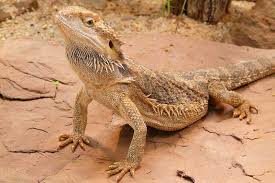 Bath's keep your dragon hydrated, aid in shedding and is commonly used as a remedy for constipation or impaction. How To Bathe Your Bearded Dragon Quick Guide Reptile Jam