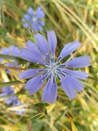 Image result for Cichorium intybus