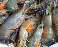 Udang galah merupakan jenis udang air tawar dengan ciri kepala yang berbentuk kerucut, restrum melebar di bagian ujung dengan bentuk tubuh memanjang serta melengkung ke atas. Anim Agro Technology Ternak Udang Galah Satu Catitan