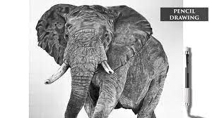 Today i will be showing you how to draw an elephant. Realistic Pencil Drawing Of An Elephant Speed Drawing How To Draw A Realistic Elephant Youtube
