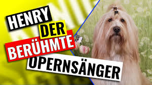 Maya henry who is an instagram sensation skyrocketed to fame in 2016. Henry Der Beruhmte Opernsanger Youtube