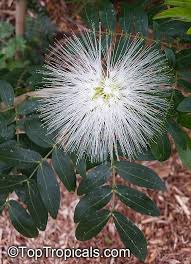 Image result for Calliandra haematocephala