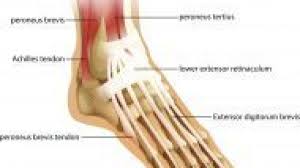 You can click the links in the image, or the links below the image to find out more information on any muscle group. Tendons Of The Foot Joi Jacksonville Orthopaedic Institute