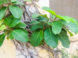 Image result for Ficus lutea