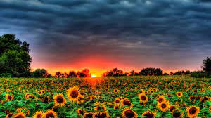We did not find results for: Sunflowers Galore Wallpaper And Background Image 1600x900