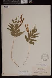 Image result for Anemia angolensis