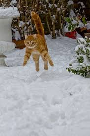 Ptilou 6446 Crazy Cats Cats Cute Animals
