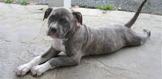Check spelling or type a new query. Top 5 Best Dog Foods For Pitbulls Daily Dog Stuff