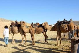 Camels are well known for their ability to survive the hot and dry conditions of the desert, but a study suggests they once thrived in colder climes. The Changing Role Of Camels Among The Bedouin Of The Negev Springerlink