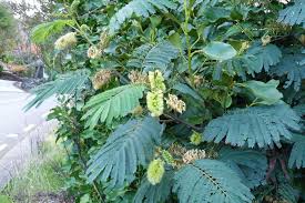 Image result for Leucas capensis