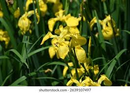 Image result for Iridaceae