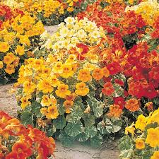 Image result for Tropaeolum majus