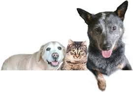 Melton merbau in melton, vic, 3337. Dog Boarding Kennels Melbourne Dog Cat Boarding Melbourne John S Pampered Pooch