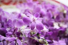 Any signs of either dehydration or root rot. Growing Orchids A Beginner Gardener S Guide