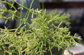 Image result for Rhipsalis