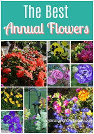 The Best Annual Flowers Gingham Gardens Annual Flowers Flower Garden Design Annual Garden