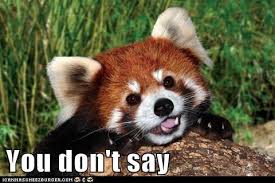 Owing to their irresistible cuteness, most people would want to keep a red. Memes Now In Red Panda Form Animal Comedy Animal Comedy Funny Animals Animal Gifs