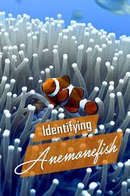 Identifying Types Of Anemonefish Travel Inspiration Worldwide Travel Trip Planning