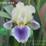 Profile Picture of Iris Cool Jerk – Stout Gardens at Dancingtree (@stoutgardens.com) on Google