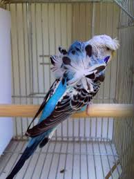 Japanese Helicoptor Talk Budgies Forums Funny Birds Pet Birds Budgies