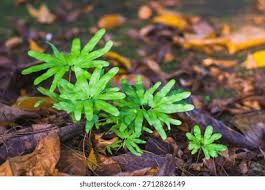 Image result for Lygodiaceae