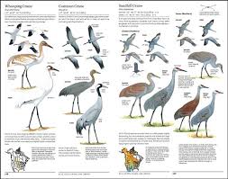 Identification Birds Of New Jersey Field Guide Sibley Field Guide Birds Google Search Bird Identification Pet Birds Sibley