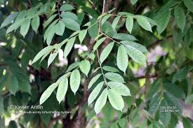 Image result for Crudia