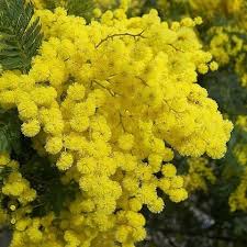 Best flowers to gift for international women's day. Pin On Tuscania