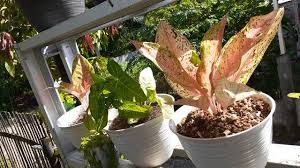 They are native to tropical and subtropical regions of asia and new guinea. Berkenalan Dengan Aglonema Sang Ratu Daun Primadona Ibu Ibu Muda