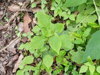 Image result for Acalypha brachystachya