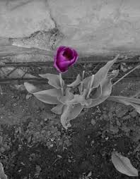 It converts the image into black and white while maintaining your chosen details in color to. Purple Black And White Flowers Color Splash Color Splash Photography