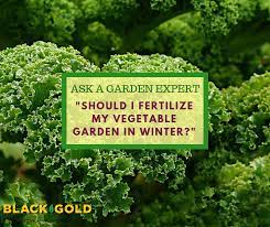 We did not find results for: Black Gold Should I Fertilize My Vegetable Garden In Winter