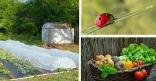 The following are a few examples of how to deal with some of maine's most common garden pests without the use of harsh chemicals. 11 Organic Pest Control Methods To Protect Your Garden Gardening Channel