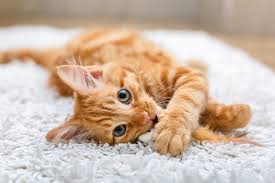 This kitten is no exception as it plays with its master by the poolside. 50 Cute Cat Names Adorable Names To Give A Boy Or Girl Kitten