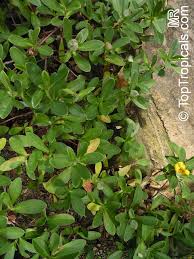 Image result for Hibbertia