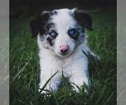 View Ad Border Collie Puppy For Sale Near Missouri Strafford Usa Adn 145687