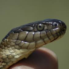 Garter snakes are some of the most widespread snakes in north america. Giant Garter Snake Pacific Forest Trust