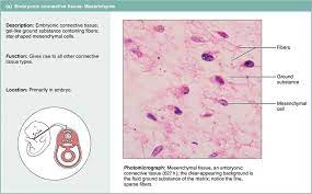 Connective Tissue Tissue Types Anatomy And Physiology Human Anatomy And Physiology