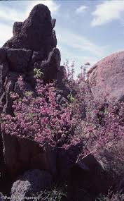 Image result for Kotschya speciosa