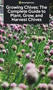 A big step in knowing how to get rid of moles is understanding their diet. Growing Chives The Complete Guide To Plant Grow And Harvest Chives