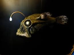 angler fish deep sea fish angler fish deep sea creatures deep sea