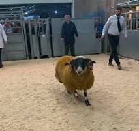 Perth Woolfords £18,000 (champion) to Cloughfin & C ...